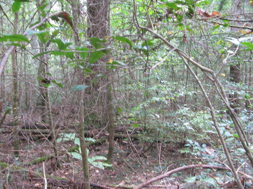 GRSM Accuracy Assessment. Plot Code: GRSM_AA_0481_3