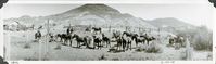 This is an historic black and white panoramic photograph from the Scotty's Castle Historic Photograph Collection, Death Valley National Park of over twenty horses, mules and burros inside a fenced pasture. Man on a horse outside of the pasture. Building and building supplies in background. Desert hills in distance. Inscriptions on bottom white border.