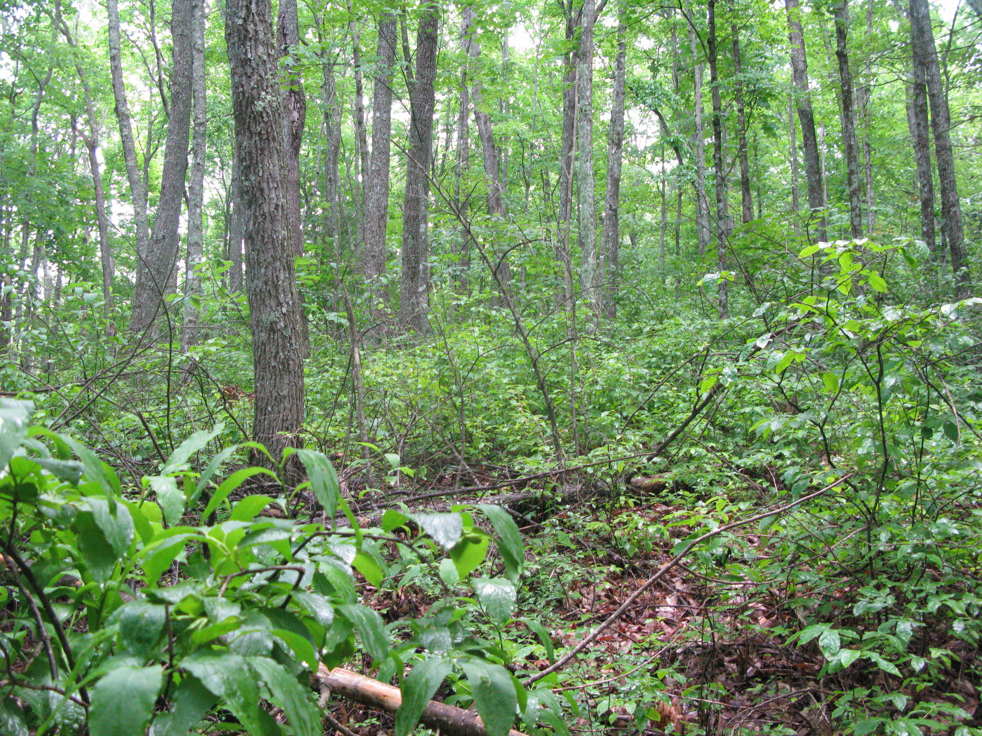 GRSM Accuracy Assessment. Plot Code: GRSM_AA_0442