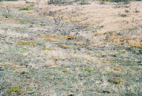 7 Gates of the Arctic National Park and Preserve Itkillik Birds Survey June 2006