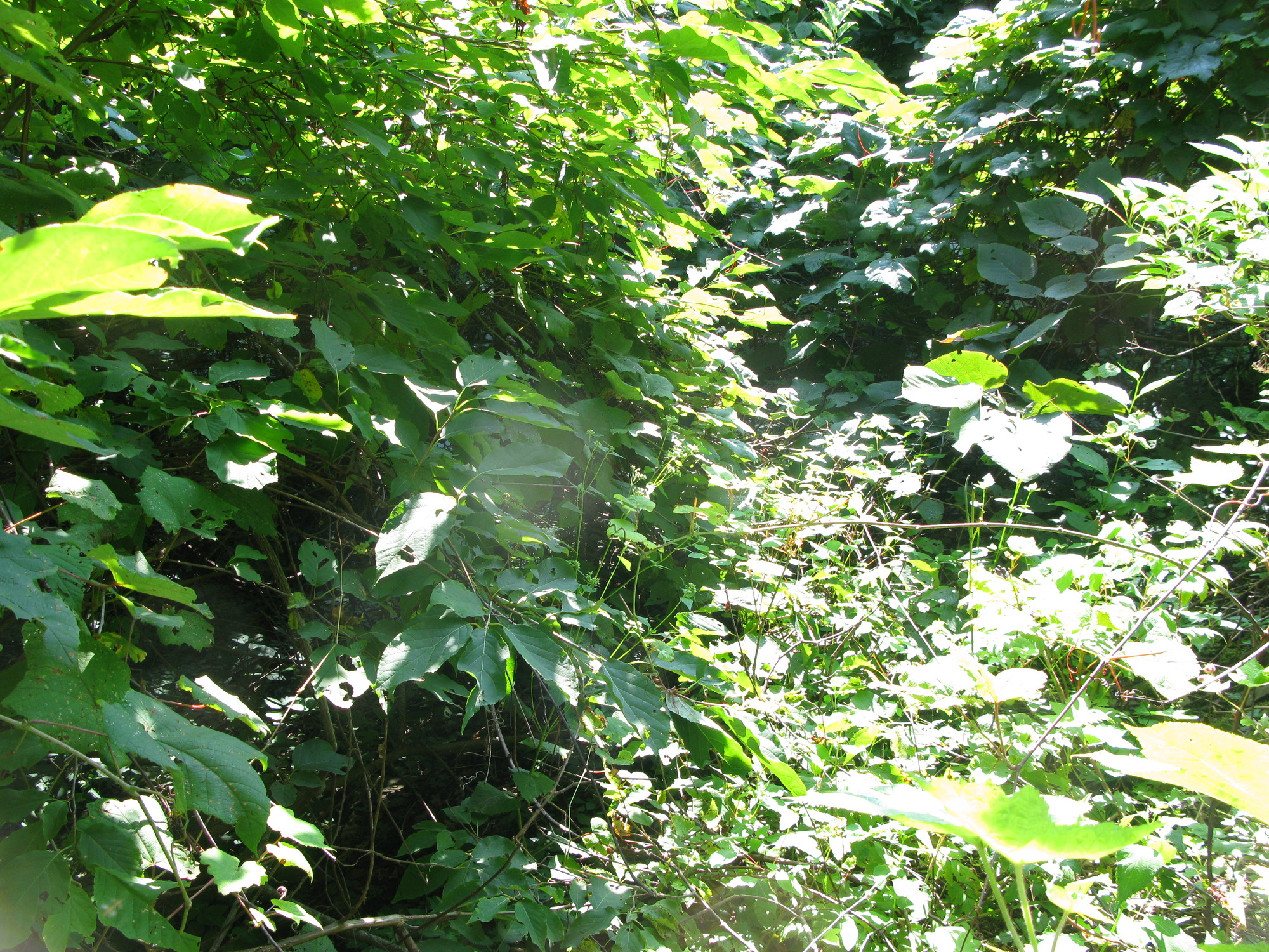 GRSM Accuracy Assessment. Plot Code: GRSM_AA_0939_3