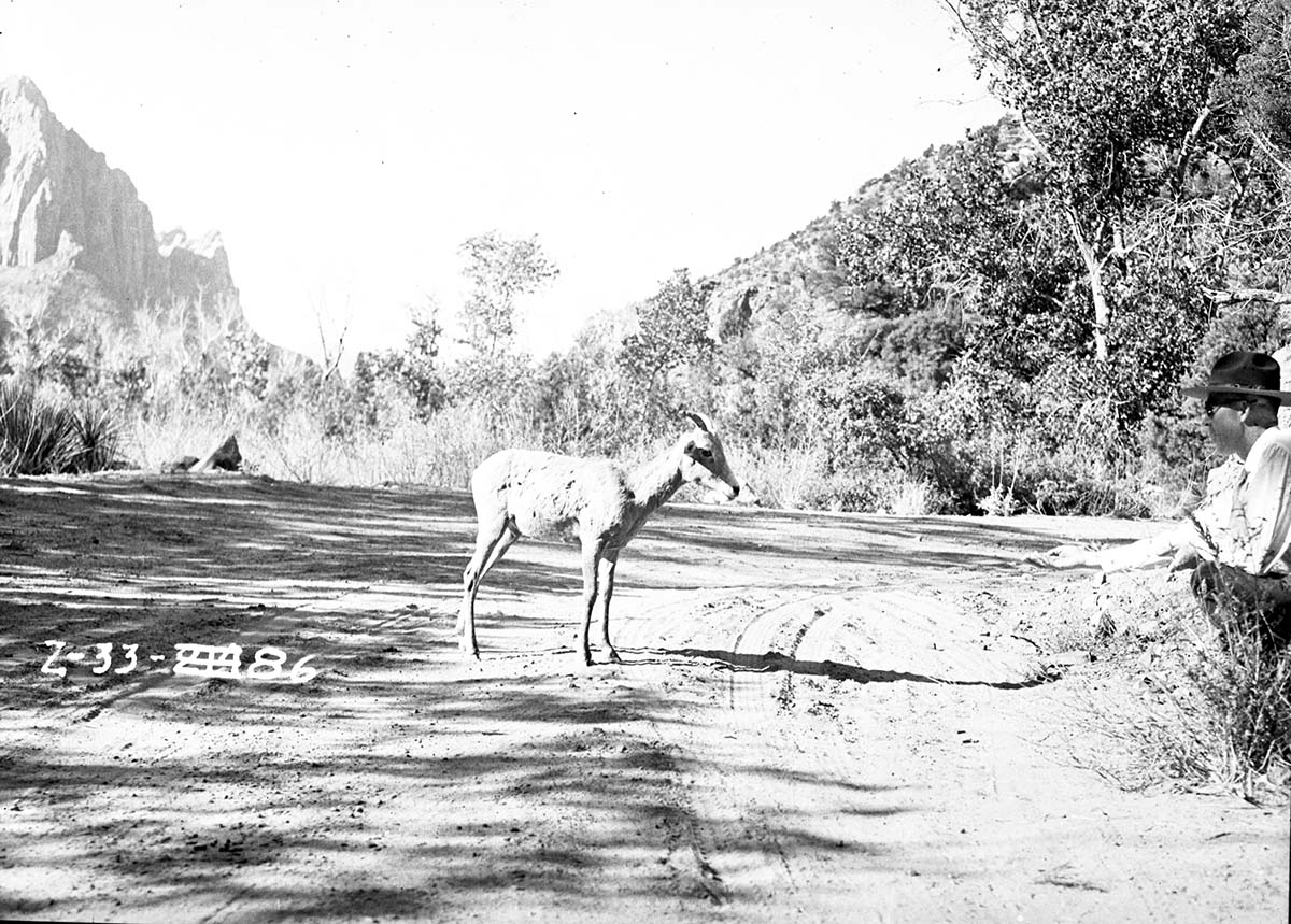 Bighorn sheep yearling standing in dirt road near headquarters, with squatting man luring it.