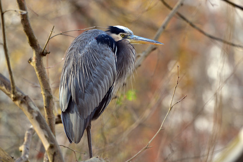 A great blue heron stands among leafless sycamore branches.