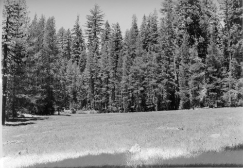 Aspen Valley logging operations.