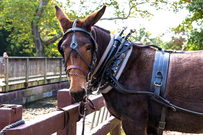 A black and brown mule wearing leather halter and harness. 