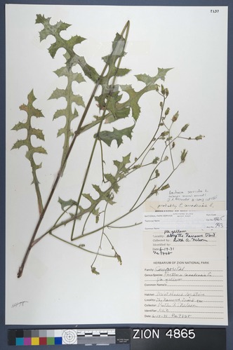 Herbarium Specimen Sheet 4865