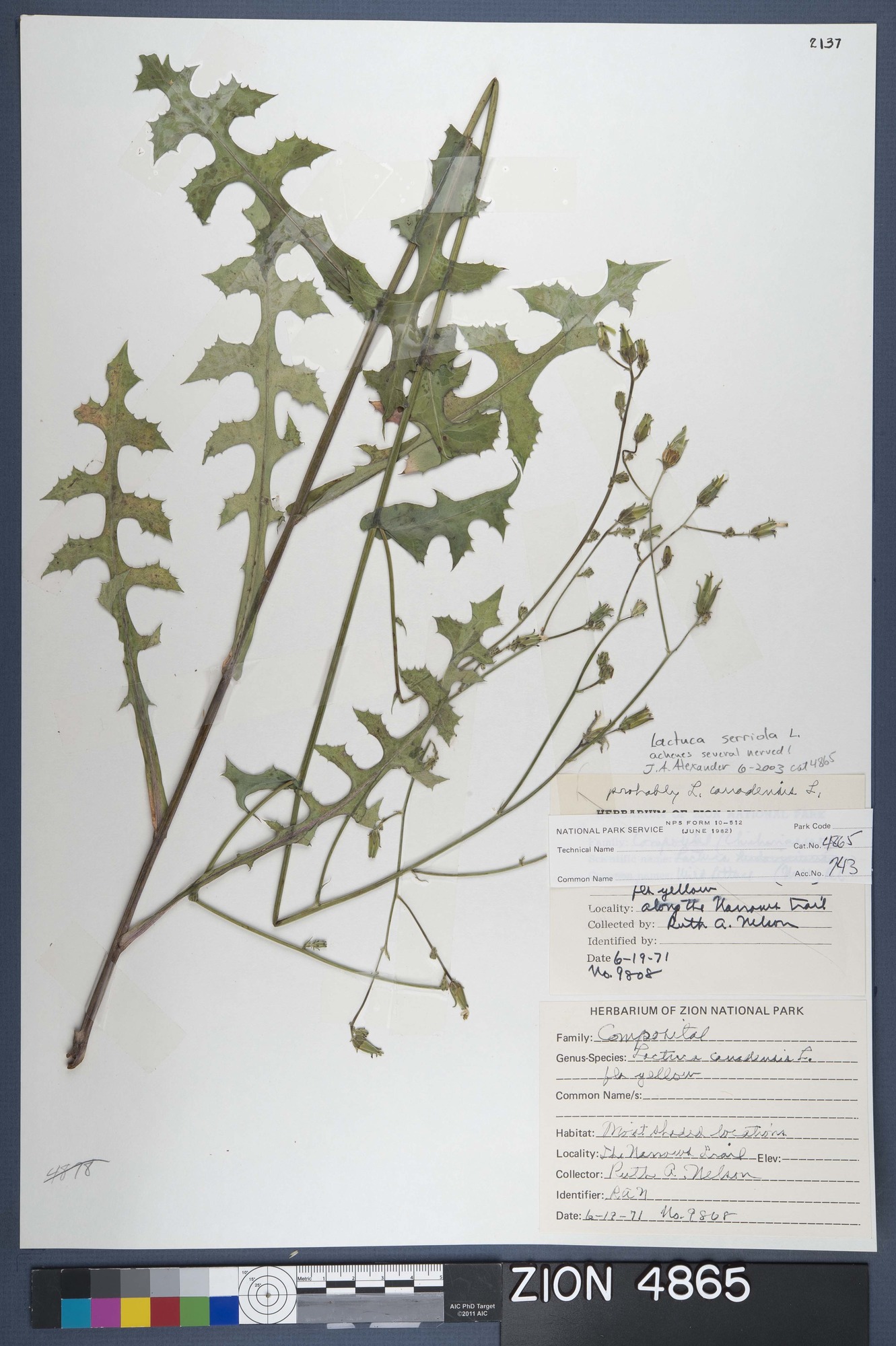 Herbarium Specimen Sheet 4865
