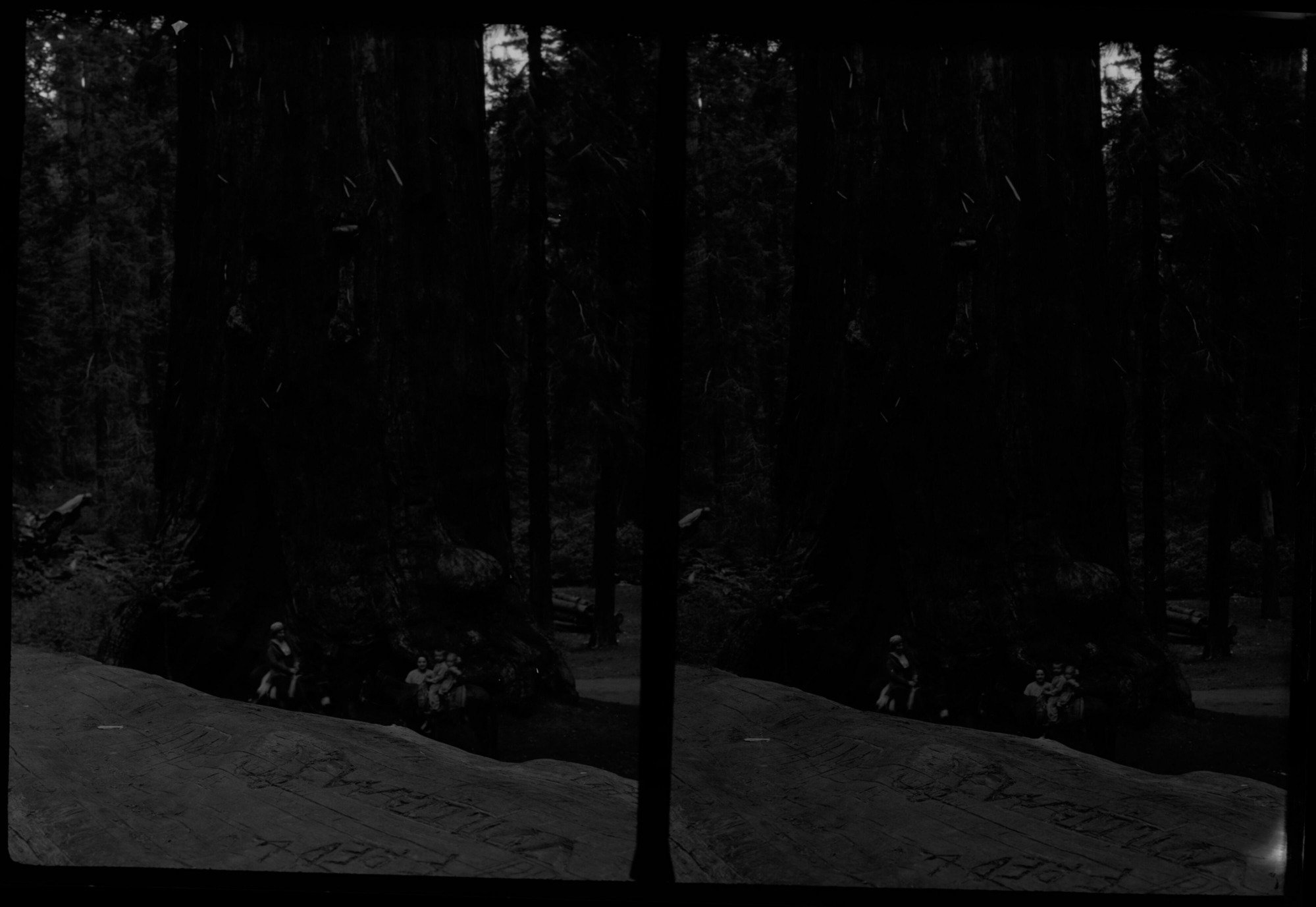 SEKI Roberts Collection Series: 2 Negatives; 15 Stereographs