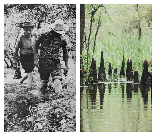 collage with photo on left of 2 people wading through a swamp with their pants rolled up above their knees. the photo on the right shows a cluster of cypress knees and their reflections on still water.