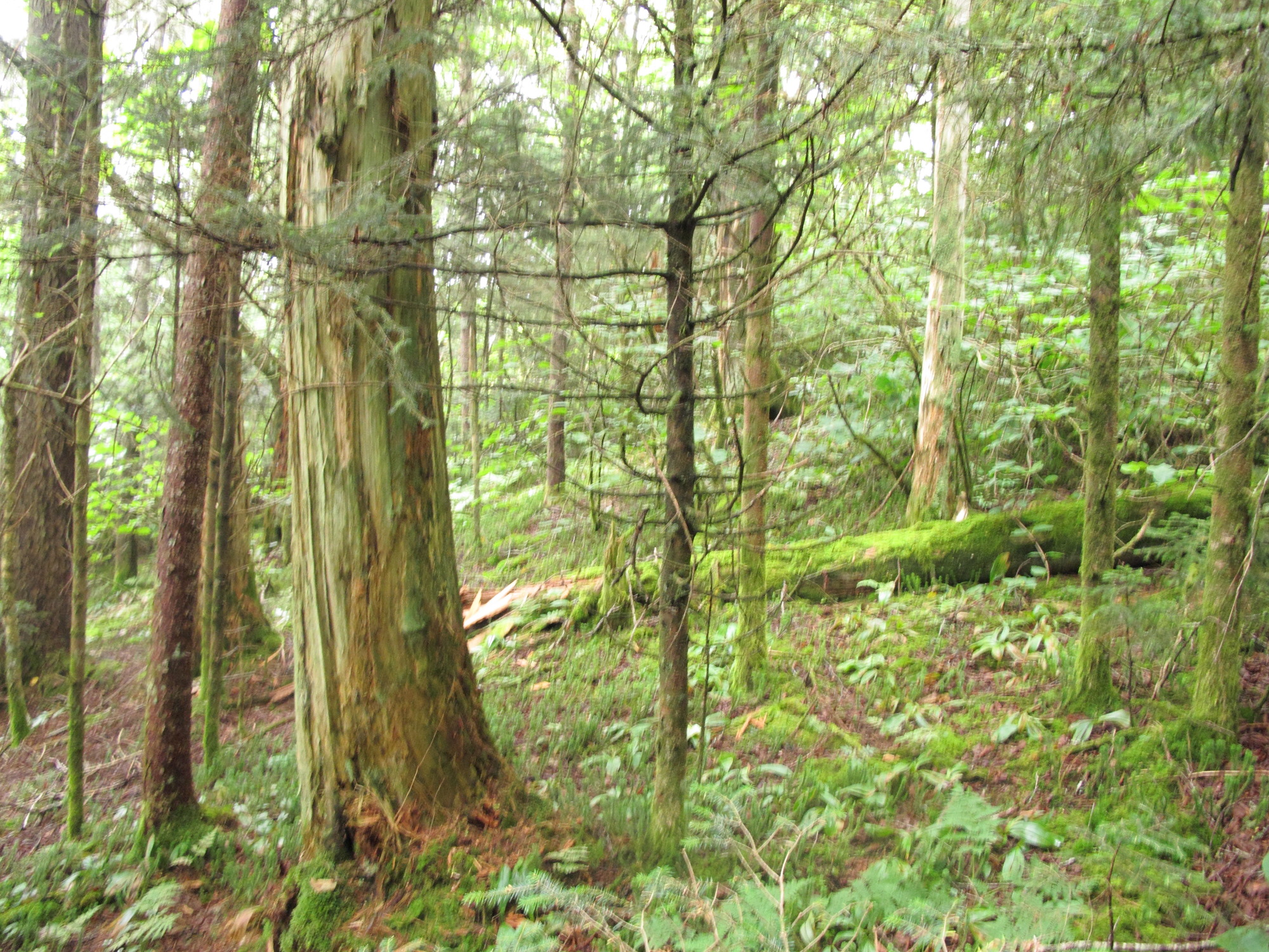 GRSM Accuracy Assessment. Plot Code: GRSM_AA_0280_3