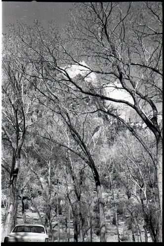 BW photos of trees.