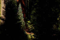 In the shadowy forest, a young sequoia grows in front of a mature sequoia trunk