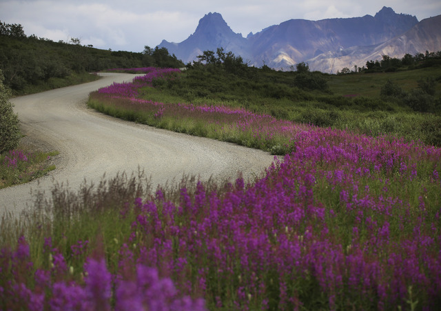 a gravel road fringed by pink flowers