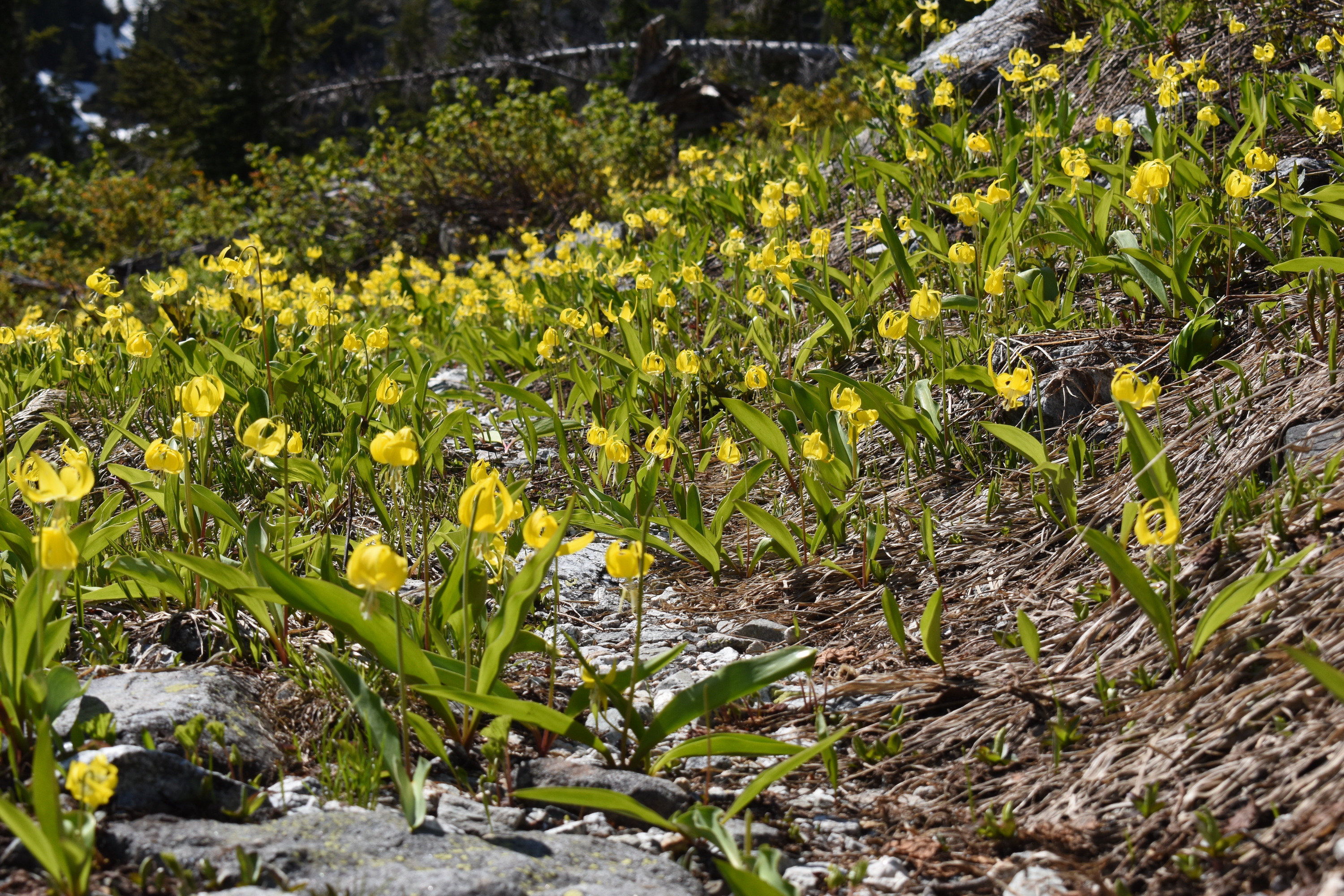 Yellow lilies dot a hillside.