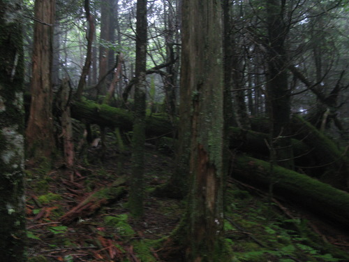 GRSM Accuracy Assessment. Plot Code: GRSM_AA_0163_4