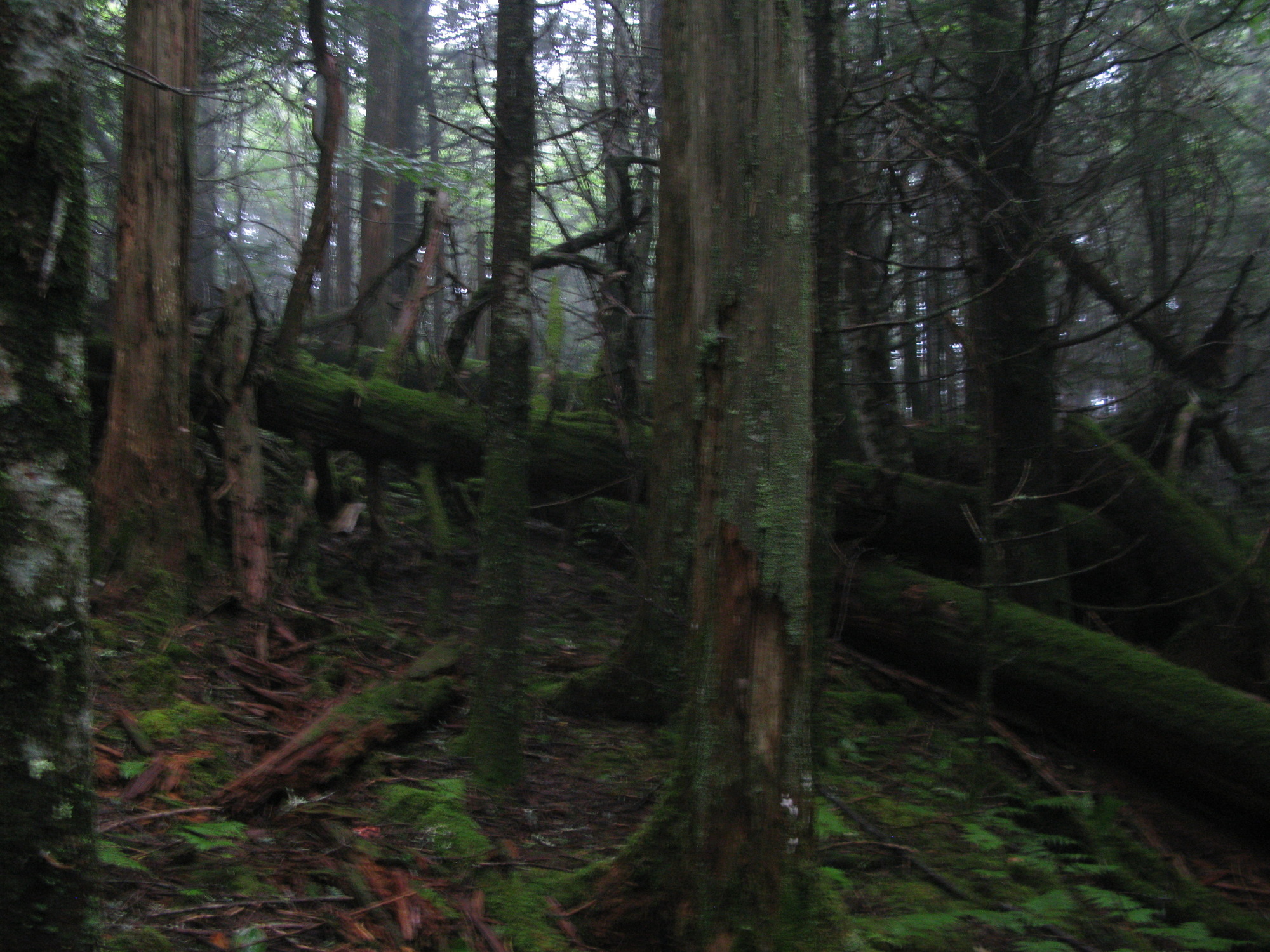 GRSM Accuracy Assessment. Plot Code: GRSM_AA_0163_4