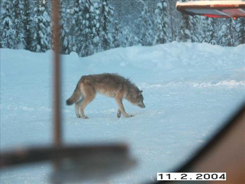9 Gates of the Arctic National Park and Preserve Koyukuk Moose Survey 2004