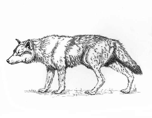 An Eastern timber wolf.