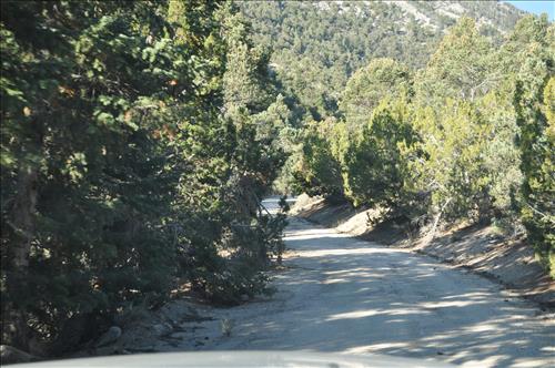 Cyclic Roads Brushing Needs