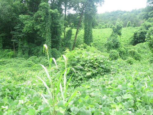 GRSM Accuracy Assessment. Plot Code: GRSM_AA_0587_5