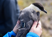 a large bird with a small electronic device attached to its back, being held in both hands of a human