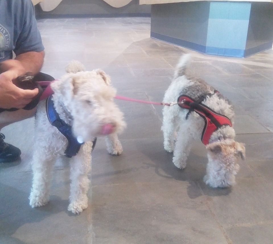 two dogs inside the visitor center 