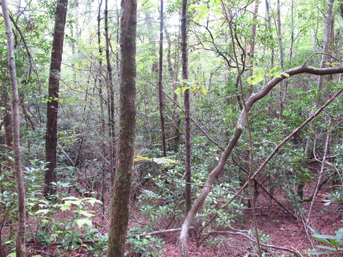 GRSM Accuracy Assessment. Plot Code: GRSM_AA_0300_4