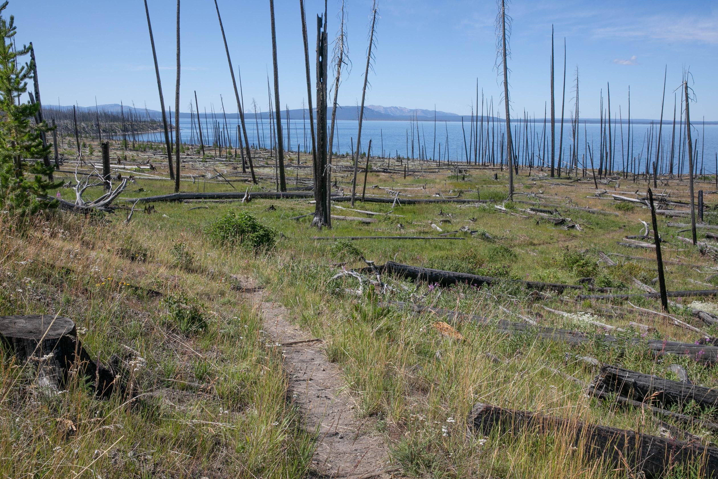 A trail traverses an open area burnt previously by a forest fire with Yellowstone Lake in the background.