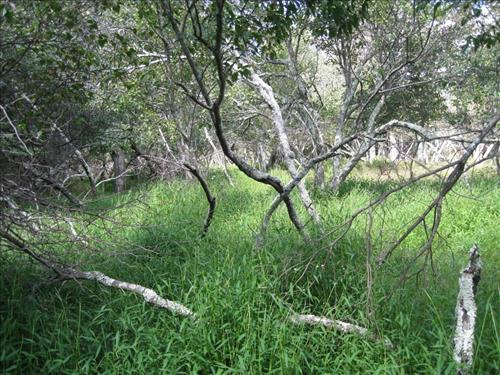 Stiltgrass (Microstegium vimineum) infestation at Big Meadows Swamp in 2009 and in 2010.