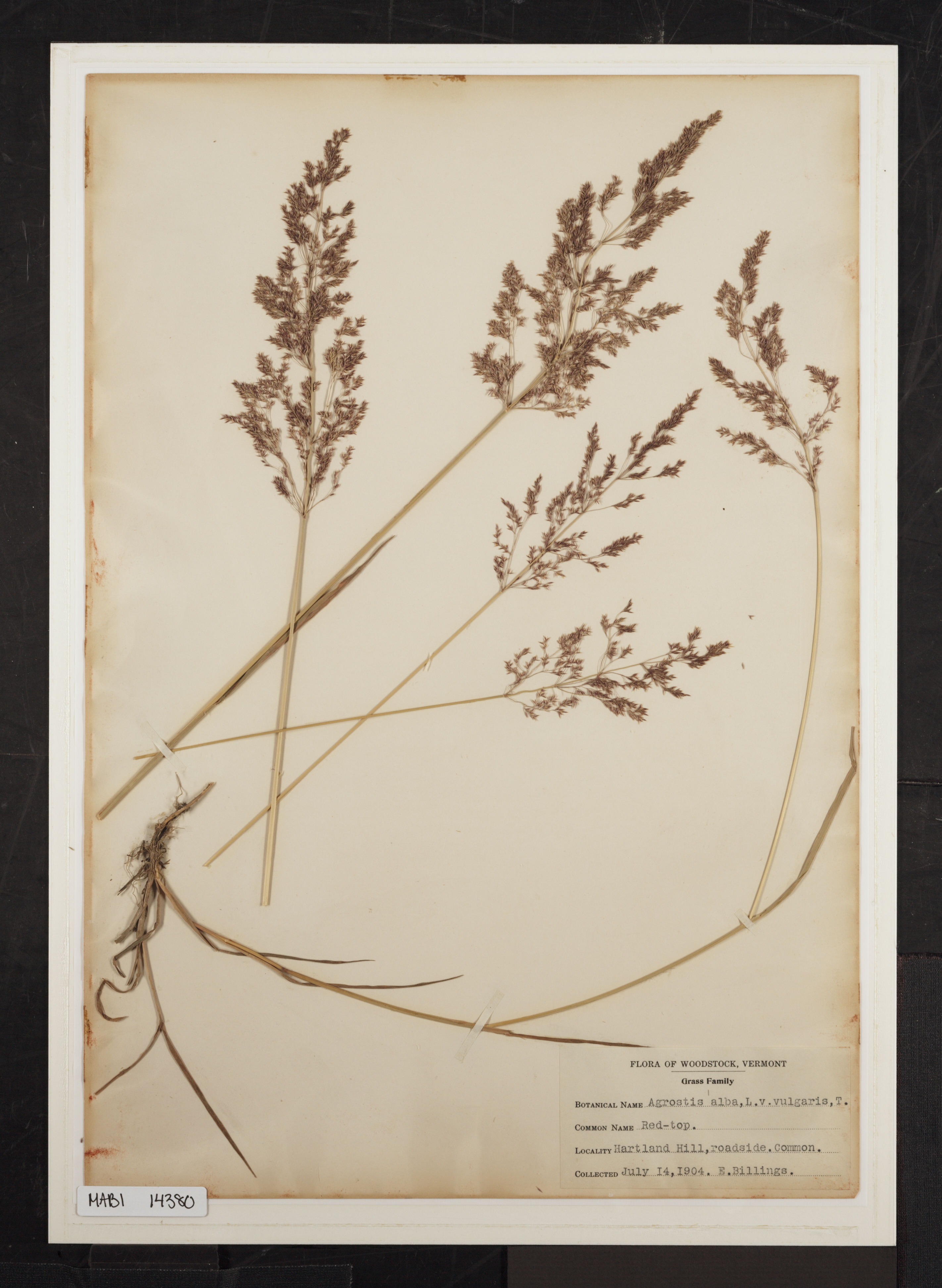 Preserved biological specimen on paper.