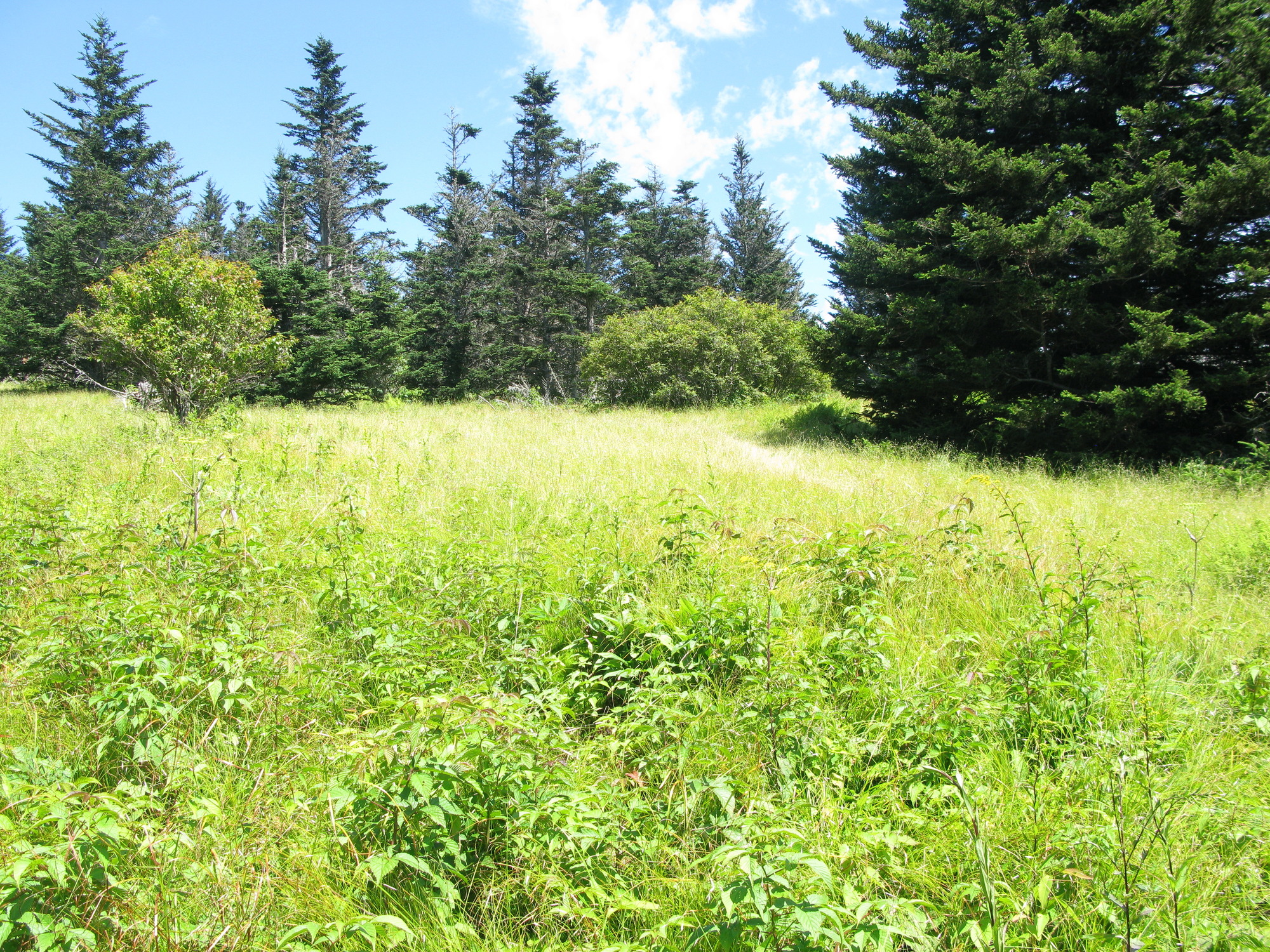 GRSM Accuracy Assessment. Plot Code: GRSM_AA_0307_3