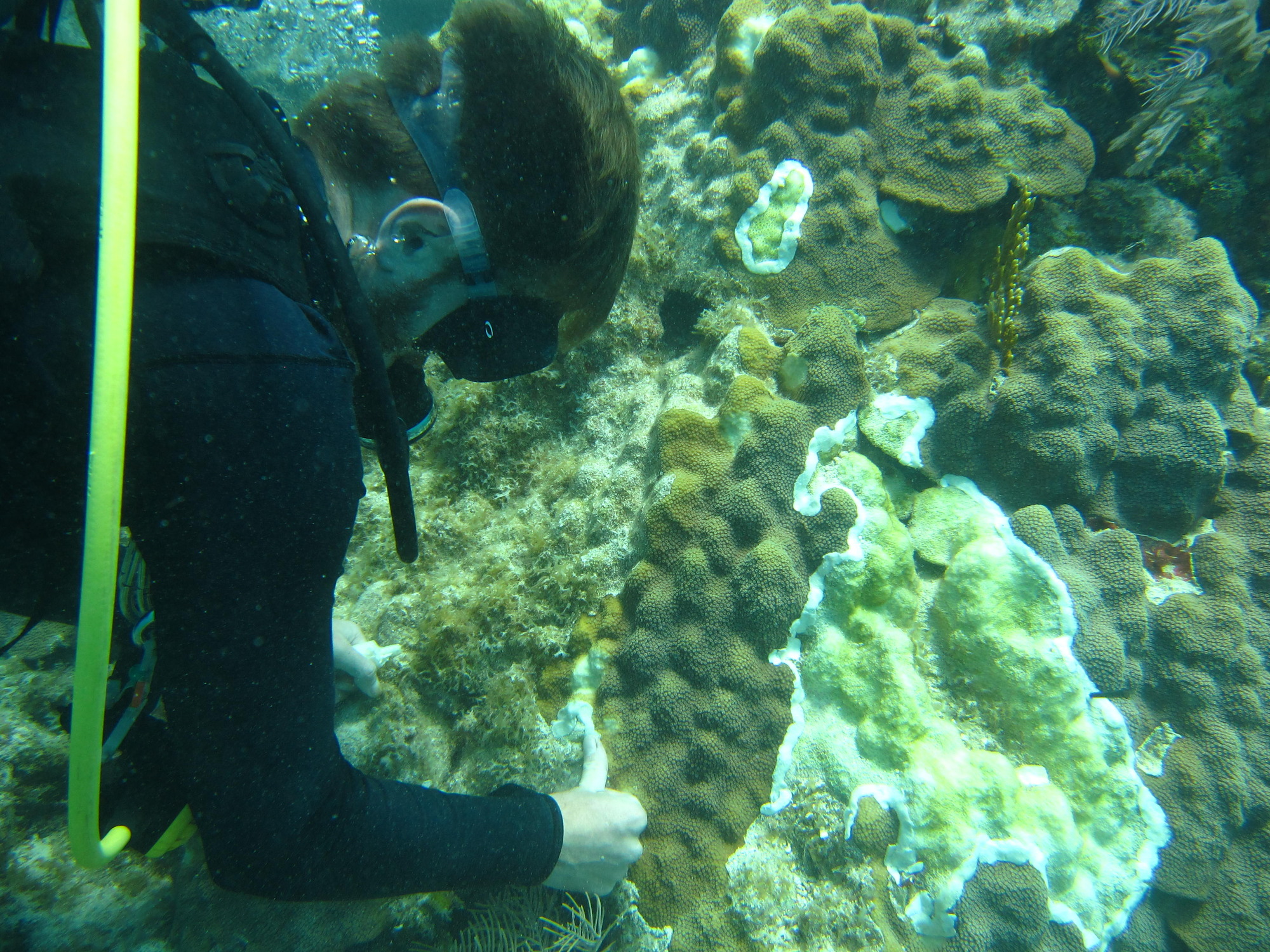 A diver applying amoxicillin paste to a diseased coral