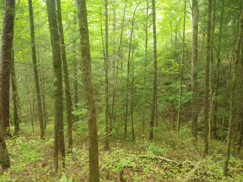 GRSM Accuracy Assessment. Plot Code: GRSM_AA_0362_5