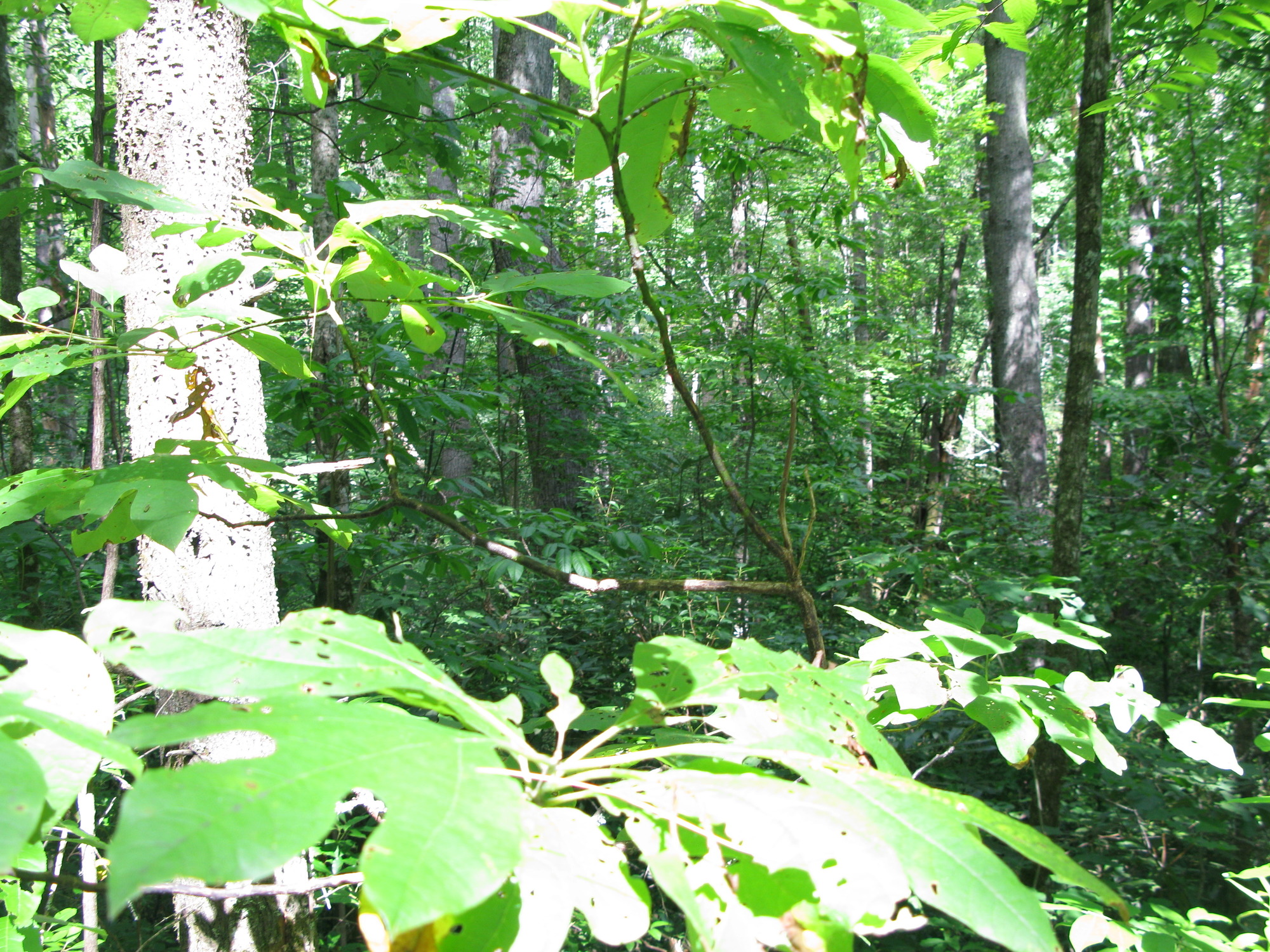 GRSM Accuracy Assessment. Plot Code: GRSM_AA_0302_3