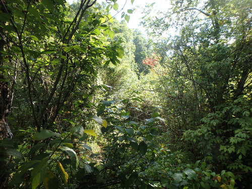 GRSM Accuracy Assessment. Plot Code: GRSM_AA_0046_3