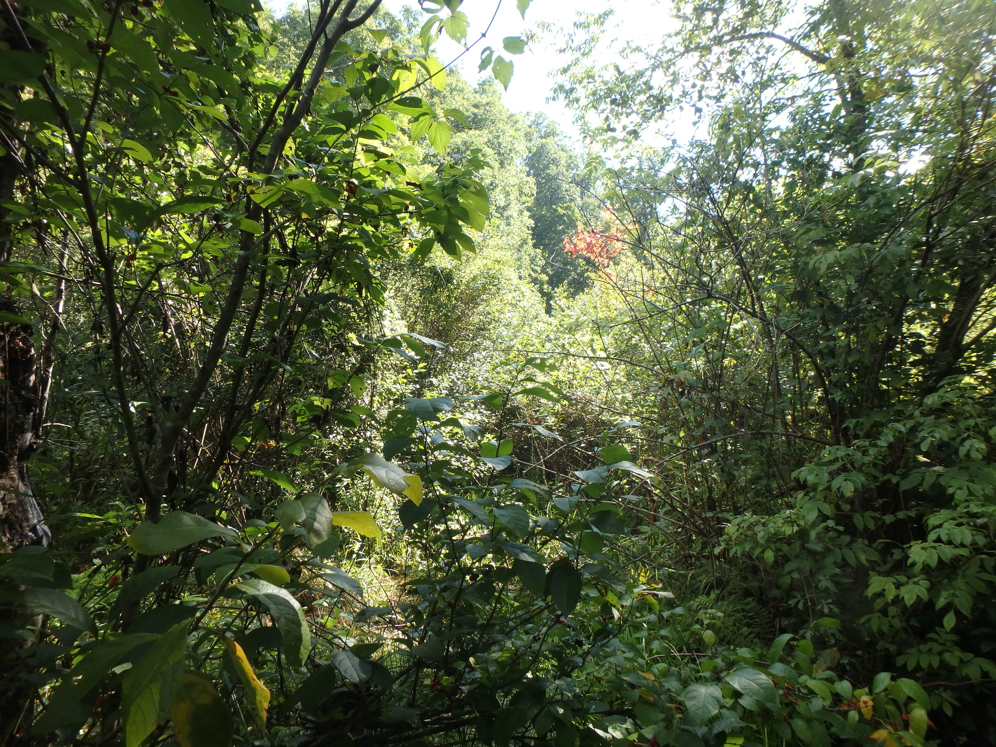 GRSM Accuracy Assessment. Plot Code: GRSM_AA_0046_3