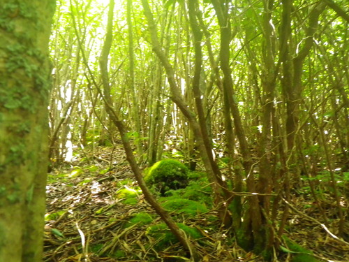 Plot Code: GRSM_AA_0480_2