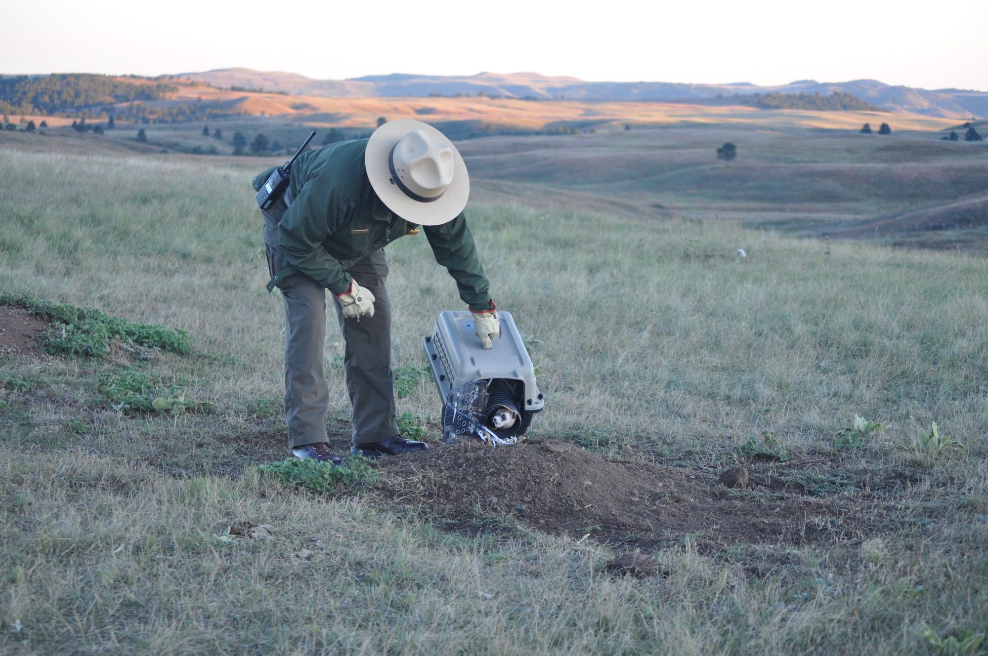 a ranger releases a ferret from a cage into a prairie dog burrow