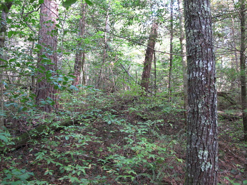 GRSM Accuracy Assessment. Plot Code: GRSM_AA_0374_2