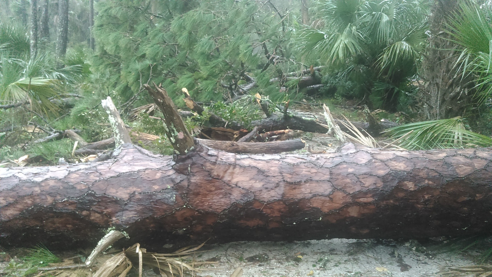 large pine tree broke off and laying across the road