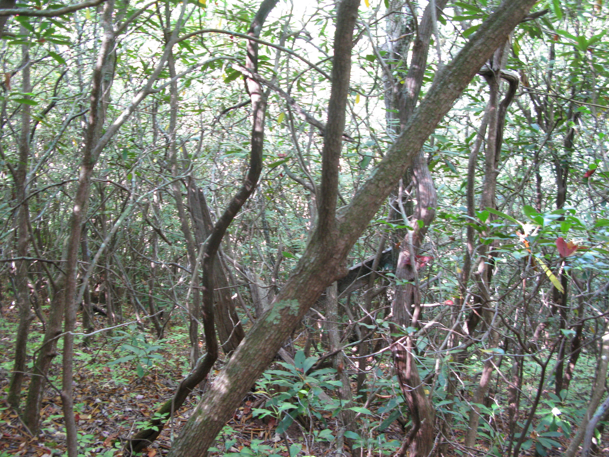 GRSM Accuracy Assessment. Plot Code: GRSM_AA_0192_5