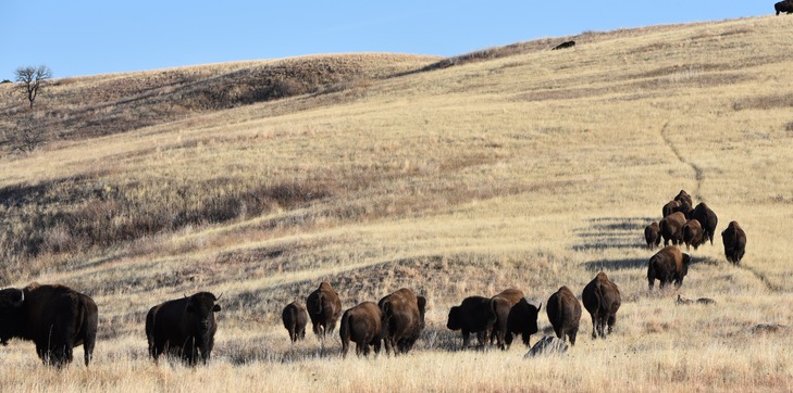 Bull and cow bison travelling up a trail in fall at Wind Cave National Park.
