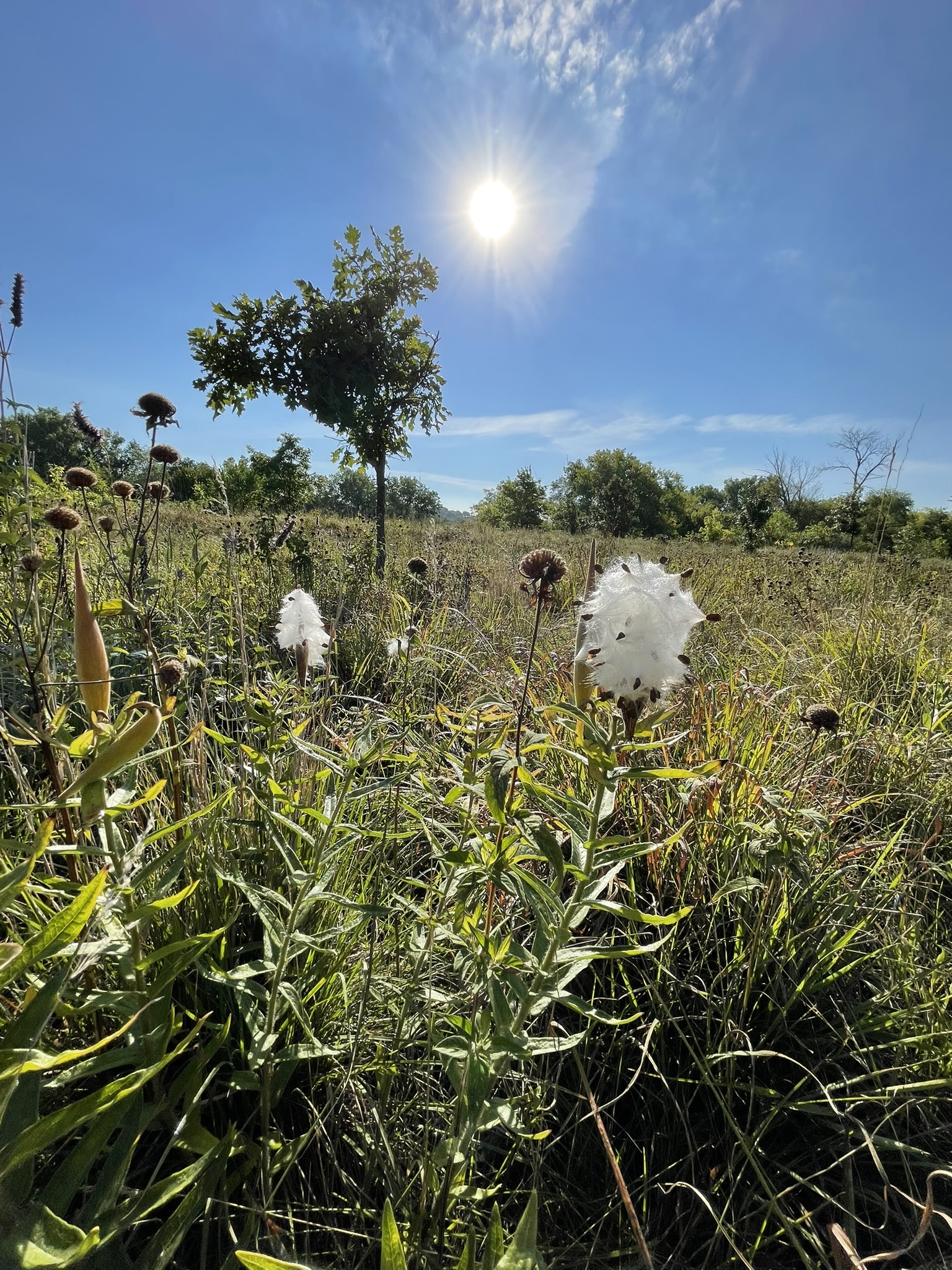 Butterfly weed going to seed