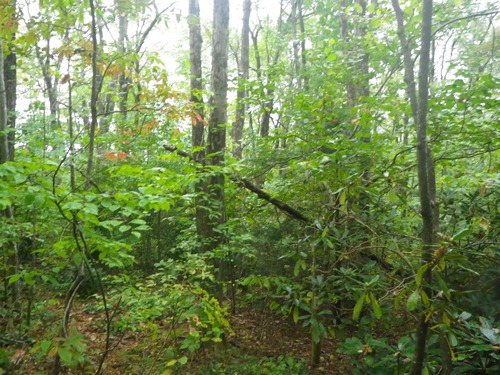 GRSM Accuracy Assessment. Plot Code: GRSM_AA_0491_4