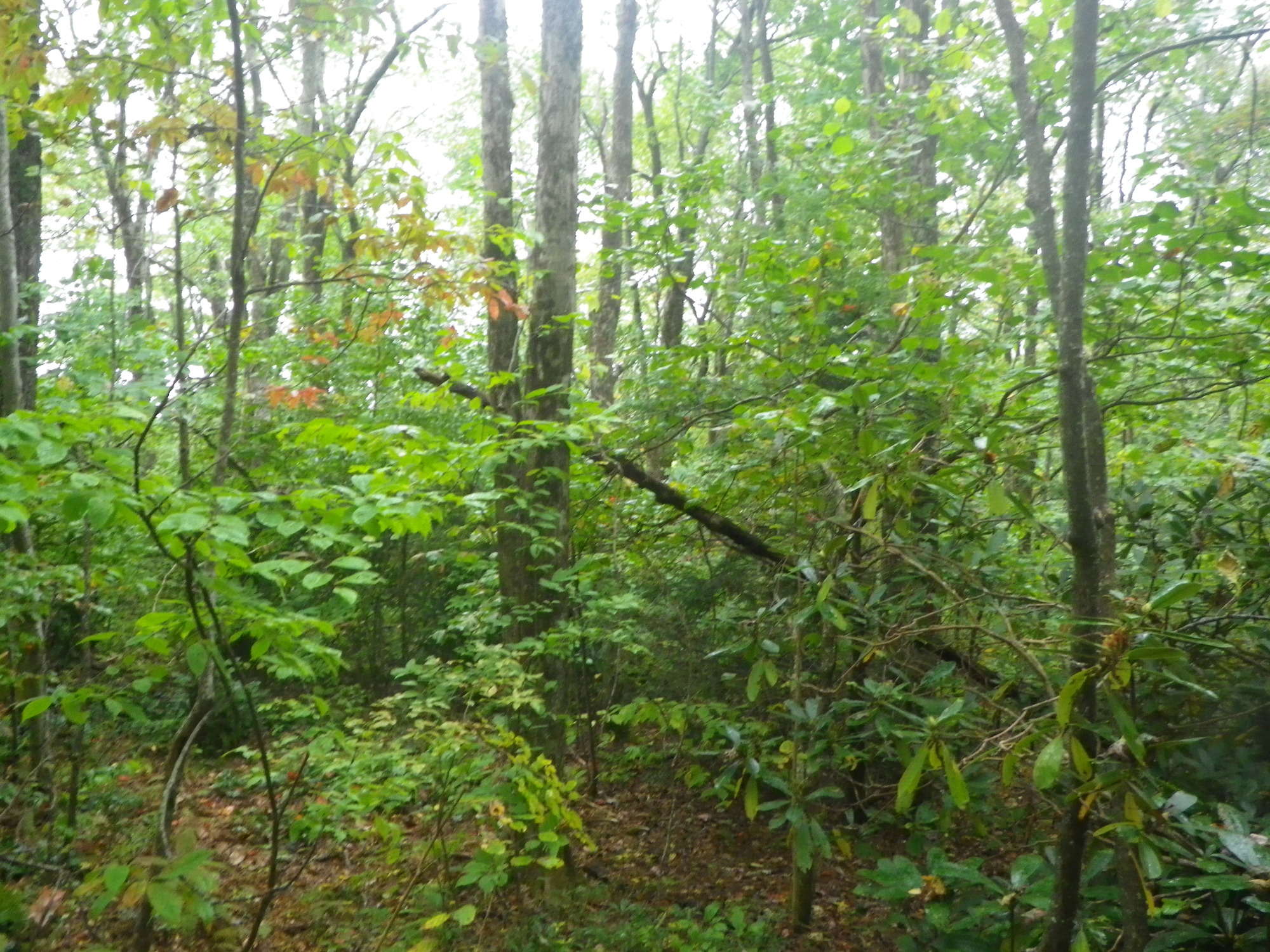 GRSM Accuracy Assessment. Plot Code: GRSM_AA_0491_4