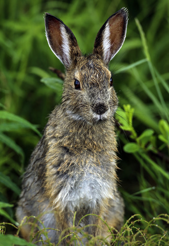 a wet snowshoe hare