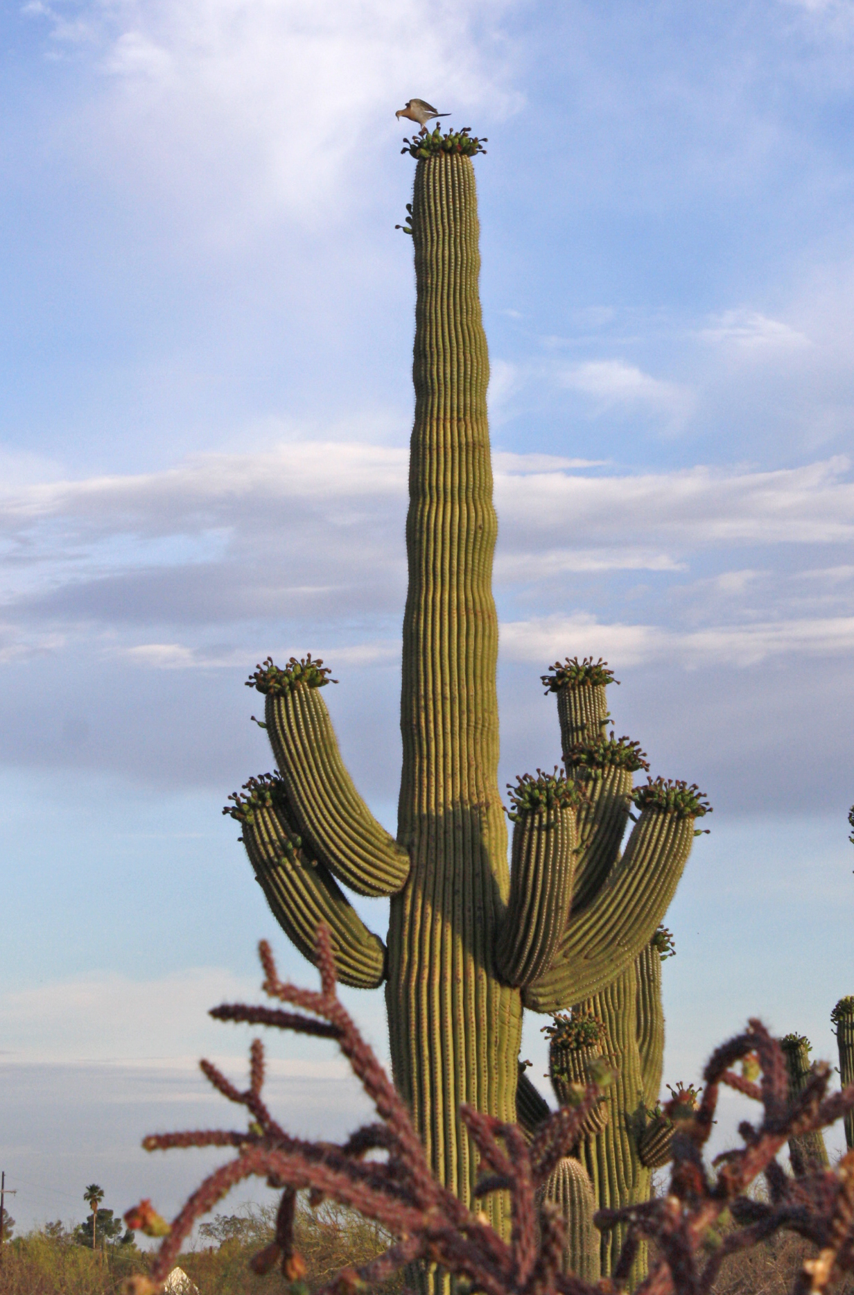 A crown of blooms grows from the end of each arm on a saguaro. A bird sits on top.