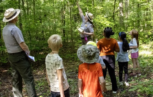 A ranger points out something in a tree to a group of children.