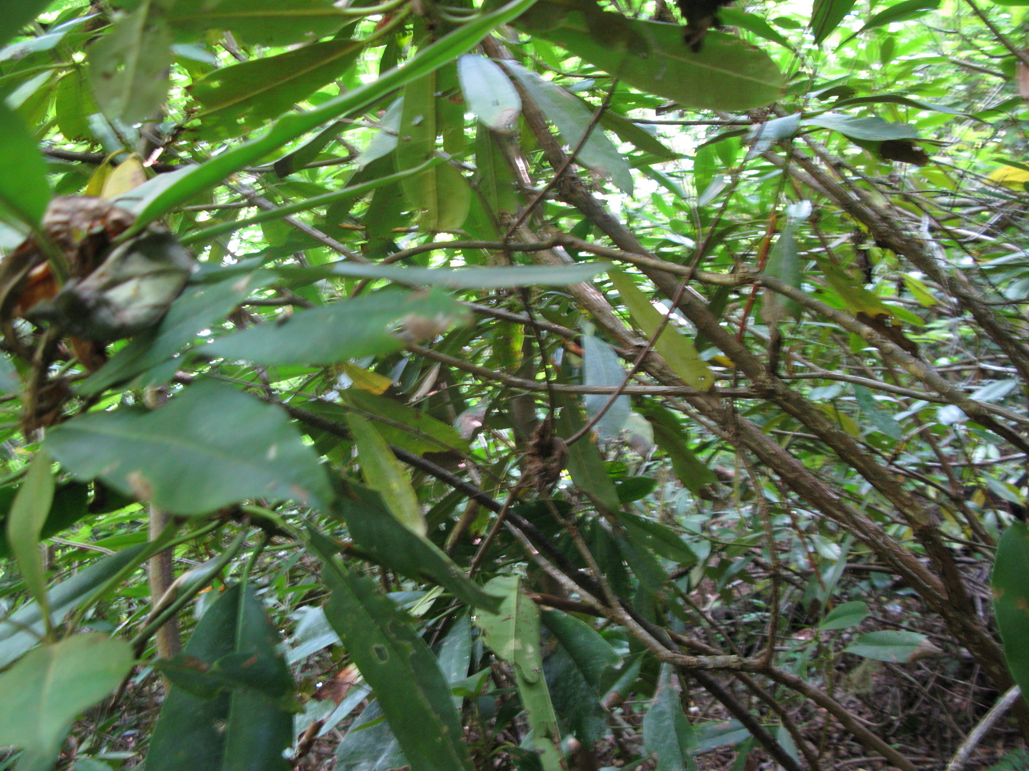 GRSM Accuracy Assessment. Plot Code: GRSM_AA_0334_3