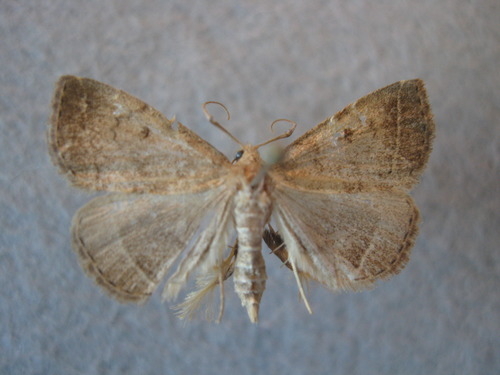Dorsal view of pinned Wavy-lined Zanclognatha moth